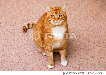 This is a close up image of a cat staring intently at the camera 123476599