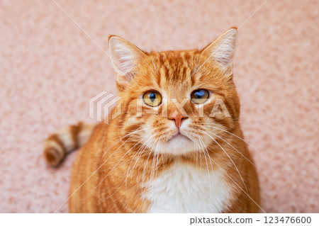 This is a close up image of a cat staring intently at the camera 123476600