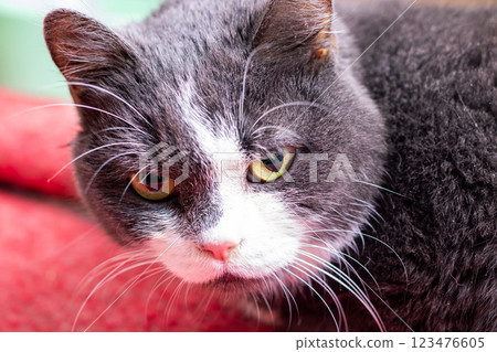 This is a closeup view of a gray and white cat gazing at the camera 123476605