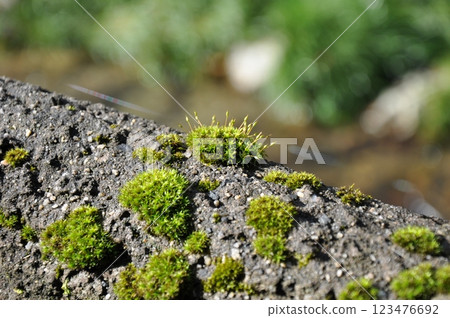 Moss 123476692