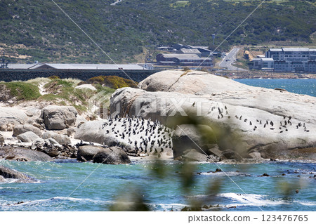 Boulders Beach protected lagoon with colony of African spectacled penguins 123476765