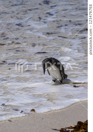 Sad South African penguin has come out of water and walking along sandy coast Sad South African penguin has come out of water and walking along sandy coast 123476768