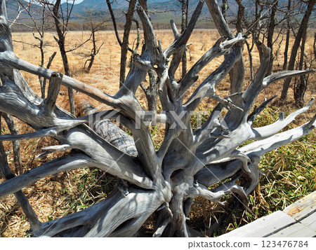 栃木縣日光市戰場原的倒樹根 栃木縣日光市戰場原的倒樹根 123476784