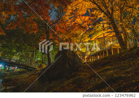 Illuminated autumn leaves at Hamamatsu Castle Park in autumn in Hamamatsu City (Shizuoka Prefecture) 123476962