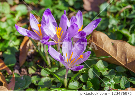 Beautiful purple spring crocuses in the garden in sunny day, floral background, close up, macro Beautiful purple spring crocuses in the garden in sunny day, floral background, close up, macro 123476975