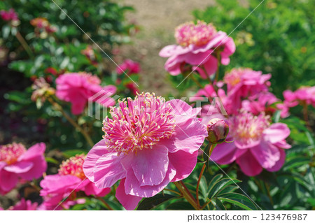 Vibrant fresh pink peony flower bush in full bloom in the garden in sunny day, floral background Vibrant fresh pink peony flower bush in full bloom in the garden in sunny day, floral background 123476987
