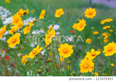 Yellow flower lance leaved, Coreopsis lanceolata, Lanceleaf Tickseed or Maiden eye on meadow, field Yellow flower lance leaved, Coreopsis lanceolata, Lanceleaf Tickseed or Maiden eye on meadow, field 123476991