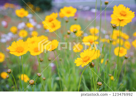 Yellow flower lance leaved, Coreopsis lanceolata, Lanceleaf Tickseed or Maiden eye on meadow, field Yellow flower lance leaved, Coreopsis lanceolata, Lanceleaf Tickseed or Maiden eye on meadow, field 123476992