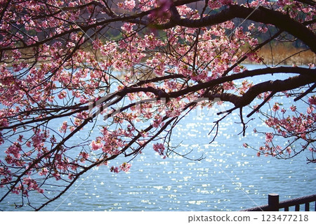 河津櫻花和波光粼粼的池塘 河津櫻花和波光粼粼的池塘 123477218