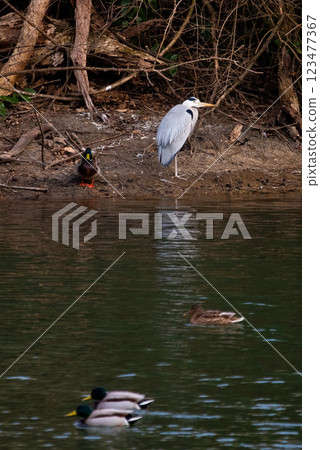 Landscape with herons and ducks 123477367