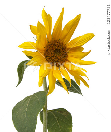 Yellow sunflower blooming beautiful isolated on the white background Yellow sunflower blooming beautiful isolated on the white background 123477731