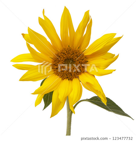 Yellow sunflower blooming beautiful isolated on the white background 123477732