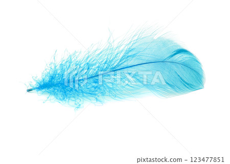 Elegant feather fluffy soft isolated on the white background 123477851