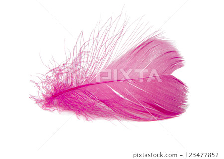 Elegant feather fluffy soft isolated on the white background 123477852