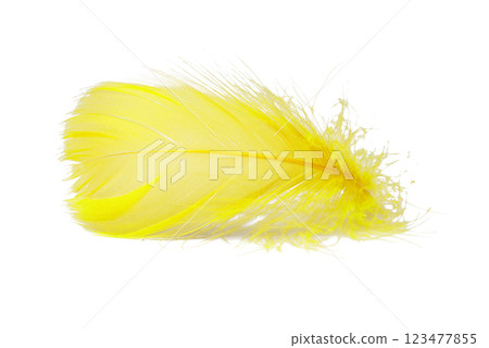 Elegant feather fluffy soft isolated on the white background 123477855