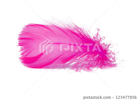 Elegant feather fluffy soft isolated on the white background 123477856