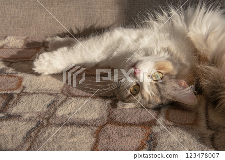 Light fluffy cute cat with yellow eyes on sunshine sweet Light fluffy cute cat with yellow eyes on sunshine sweet 123478007