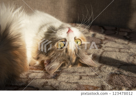Light fluffy cute cat with yellow eyes on sunshine sweet 123478012