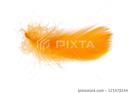 Elegant bird feather colorful isolated on the white background 123478244