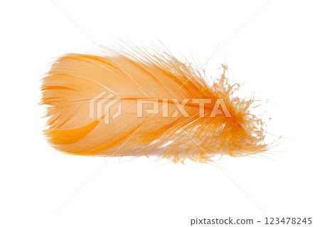 Elegant bird feather colorful isolated on the white background Elegant bird feather colorful isolated on the white background 123478245