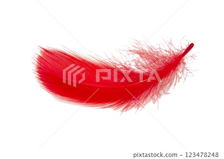 Feather elegant red puff isolated on the white background 123478248