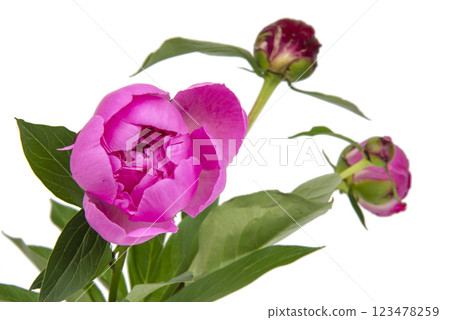Pink beautiful peony flower isolated on the white background Pink beautiful peony flower isolated on the white background 123478259