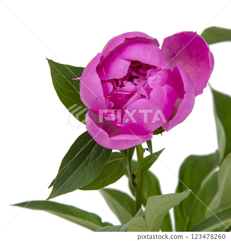 Pink beautiful peony flower isolated on the white background Pink beautiful peony flower isolated on the white background 123478260