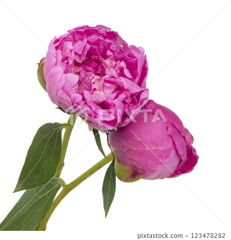 Pink peony flower isolated on the white background Pink peony flower isolated on the white background 123478282
