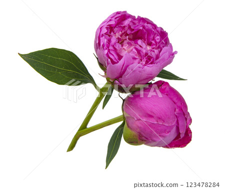 Pink peony flower isolated on the white background Pink peony flower isolated on the white background 123478284