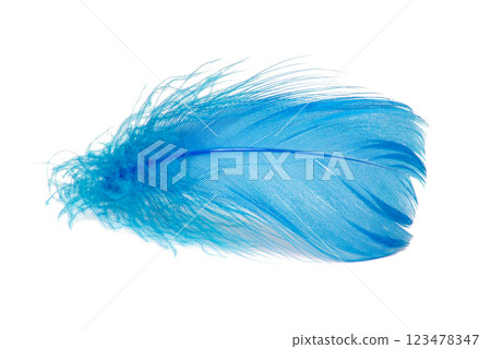 Bird feather elegant blue isolated on the white background 123478347