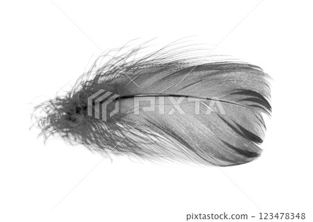 Bird feather elegant black isolated on the white background 123478348