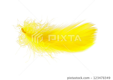 Elegant bird feather colorful isolated on the white background 123478349