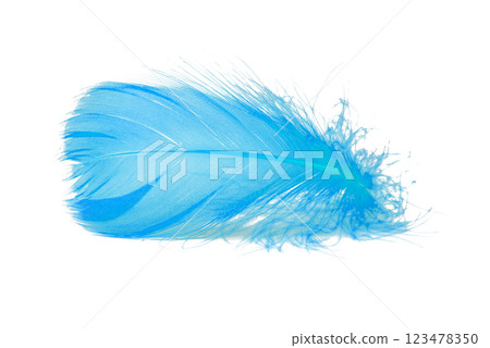 Elegant bird feather colorful isolated on the white background 123478350