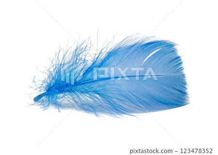Elegant bird feather colorful isolated on the white background 123478352