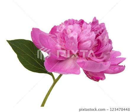 Elegant beautiful peony flower isolated on the white background Elegant beautiful peony flower isolated on the white background 123478448