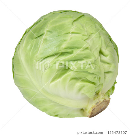 Green natural cabbage head isolated on the white background 123478507