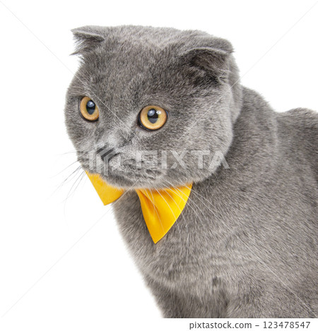 Blue gray british cat beautiful with yellow bow tie isolated on the white background Blue gray british cat beautiful with yellow bow tie isolated on the white background 123478547