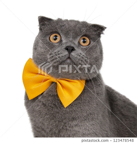 Blue gray british cat beautiful with yellow bow tie isolated on the white background Blue gray british cat beautiful with yellow bow tie isolated on the white background 123478548