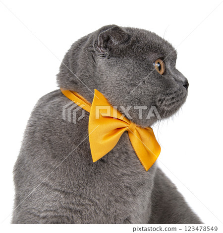 British gray cat beautiful isolated on the white background British gray cat beautiful isolated on the white background 123478549