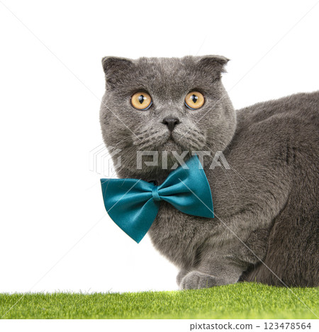 British gray cat portrait with bow tie isolated on the white background British gray cat portrait with bow tie isolated on the white background 123478564