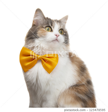Cute funny fluffy cat beautiful with bow tie isolated on the white background Cute funny fluffy cat beautiful with bow tie isolated on the white background 123478595