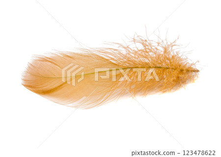 Elegant fluffy feather colorful isolated on the white background 123478622