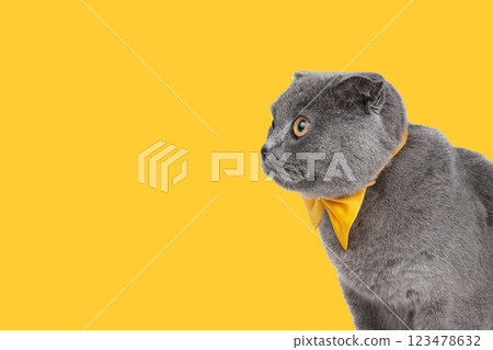 Blue gray british cat beautiful with yellow bow tie isolated on the white background Blue gray british cat beautiful with yellow bow tie isolated on the white background 123478632
