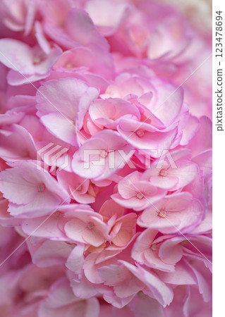 Delicate white and pink roses close up 123478694