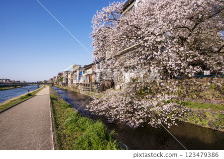 櫻花盛開的鴨川風景，春天的京都鴨川，京都觀光景點，京都市中心 123479386