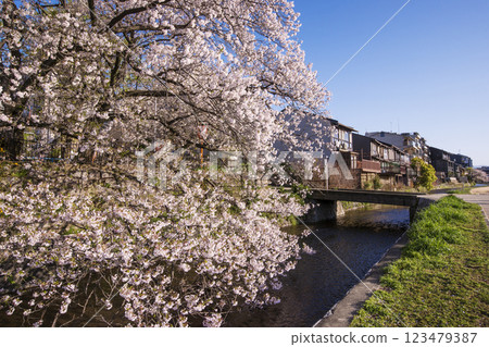 櫻花盛開的鴨川風景，春天的京都鴨川，京都觀光景點，京都市中心 123479387
