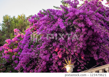 Vibrant bougainvillea blooms creating a stunning purple canopy in a sunlit garden setting during early evening Vibrant bougainvillea blooms creating a stunning purple canopy in a sunlit garden setting during early evening 123479621