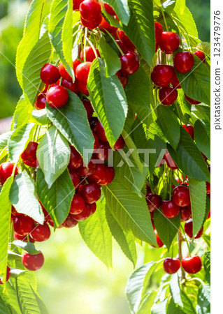 Berries of ripe bio cherry on the bush in garden. Harvesting, healthy lifestyle, bio production and summer concept 123479776