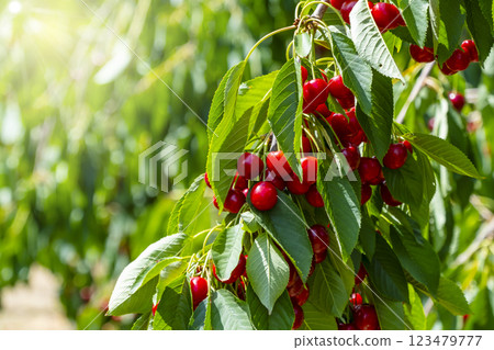 Berries of ripe bio cherry on the bush in garden. Harvesting, healthy lifestyle, bio production and summer concept 123479777
