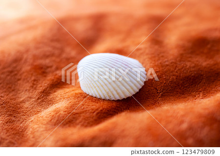 A beautiful sea shell is gracefully sitting atop a pile of sand A beautiful sea shell is gracefully sitting atop a pile of sand 123479809